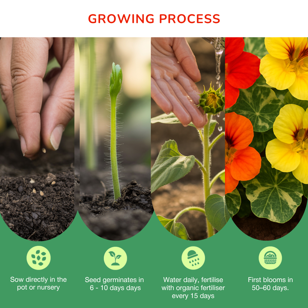 Nasturitum Varigated Mixed Seeds