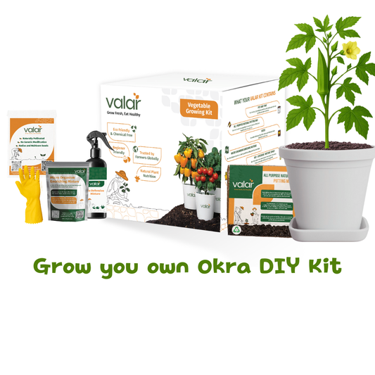 🌱 Valar Okra Growing Kit | All-in-One Home Gardening Set 🌿 (Pack of 1 - Big) | Reusable Pot + Organic Seeds +Bio- Fertilizers