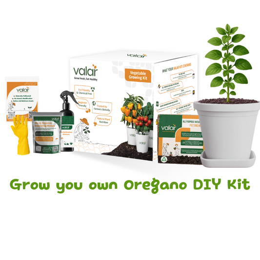 🌱 Valar Oregano Growing Kit | All-in-One Home Gardening Set 🌿 (Pack of 1 - Big) | Reusable Pot + Organic Seeds + Bio-Fertilizers