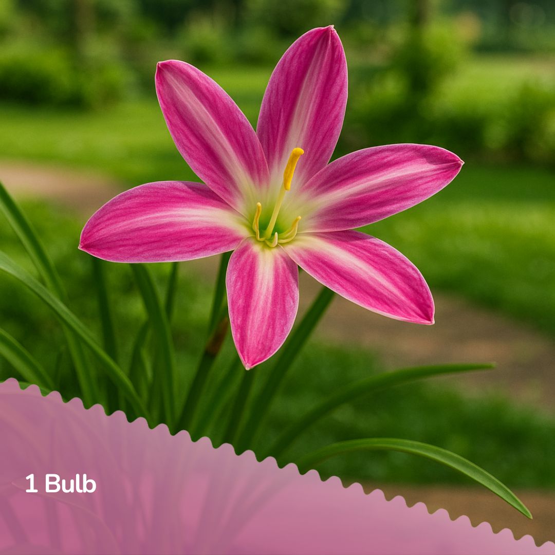 Pink Butterfly ( Rain Lilly Bulb )