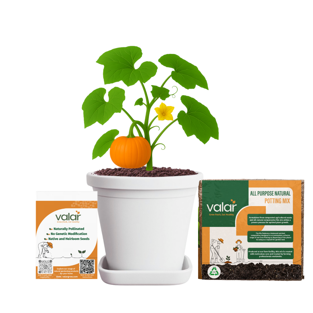 Pumpkin  Seeds + 100% Organic All Purpose Potting Mix perfect for home gardening (5 litres)