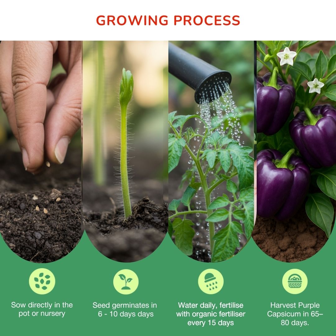 Organic Purple Bell Pepper Seeds