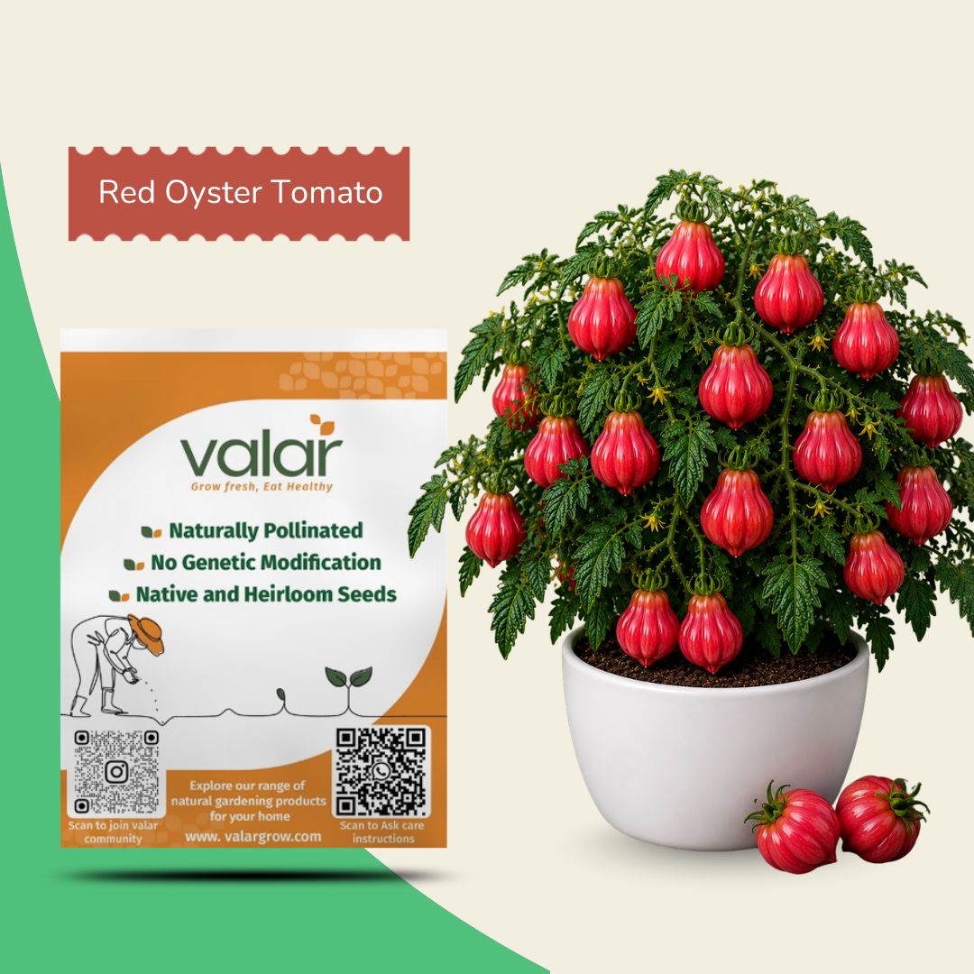 Organic Red Oyster Tomato