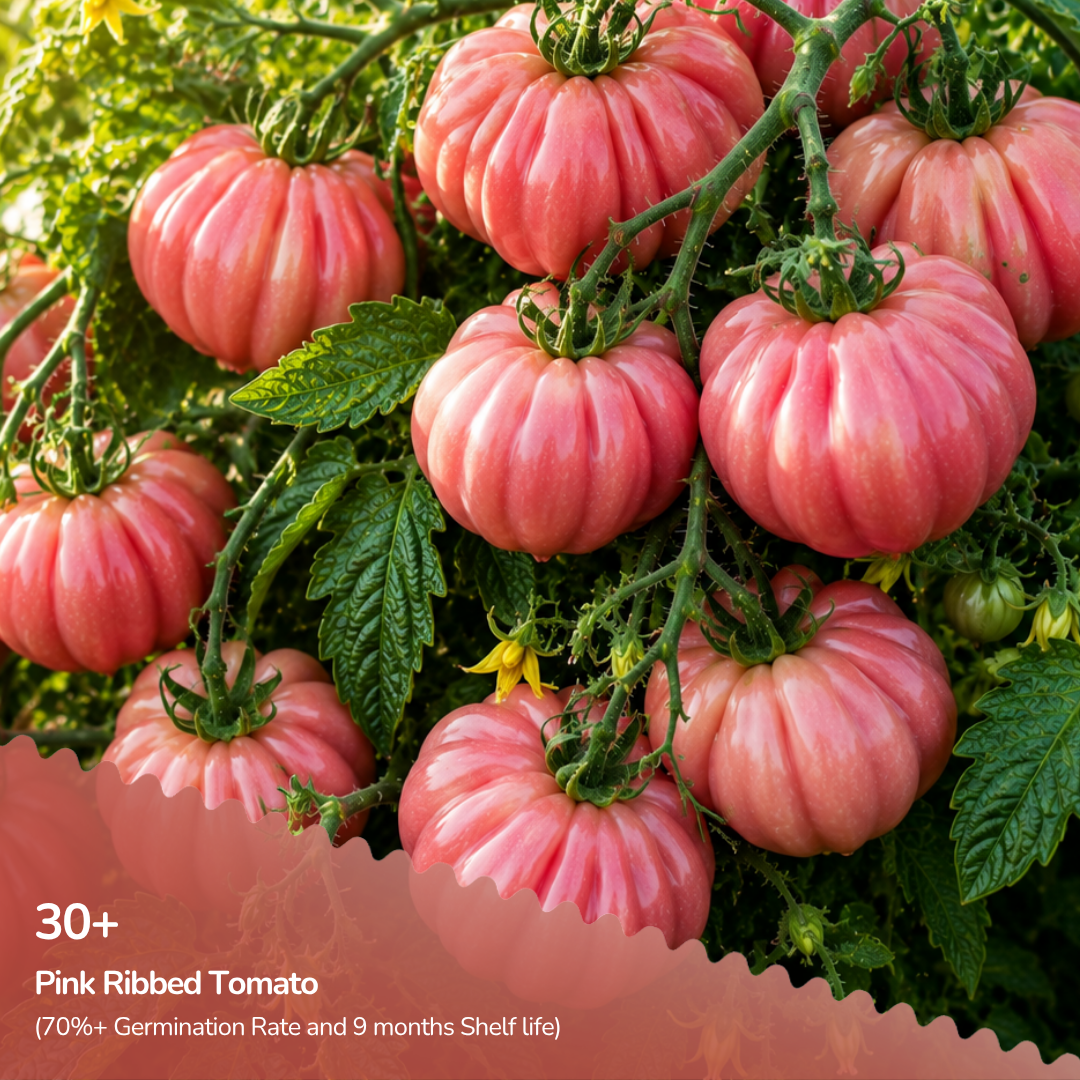Organic Pink Ribbed Tomato