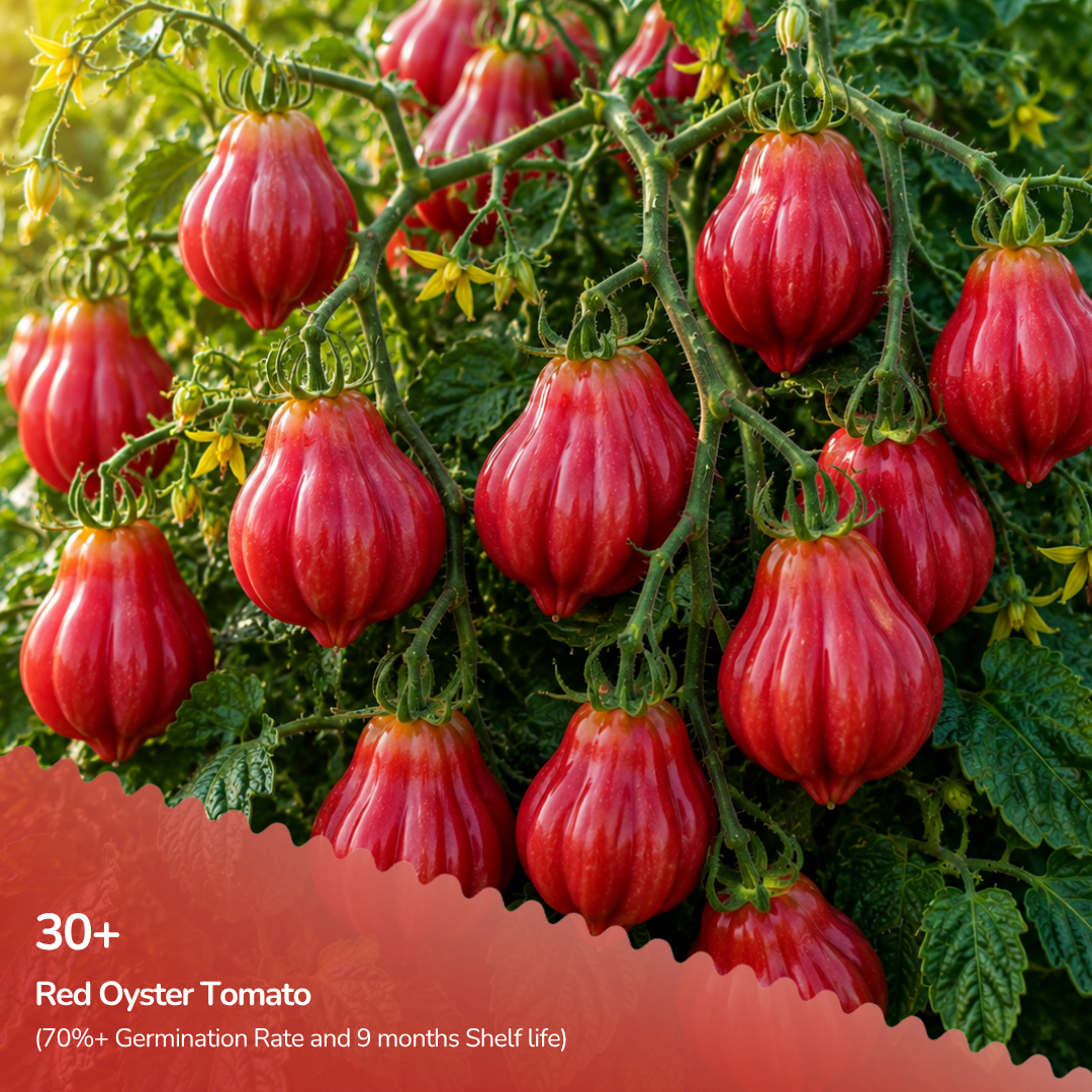 Organic Red Oyster Tomato