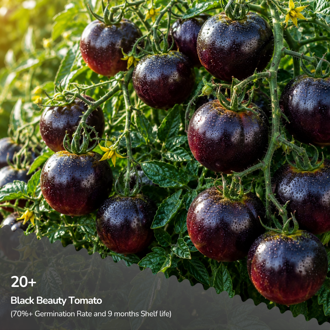 Organic Black Beauty Tomato
