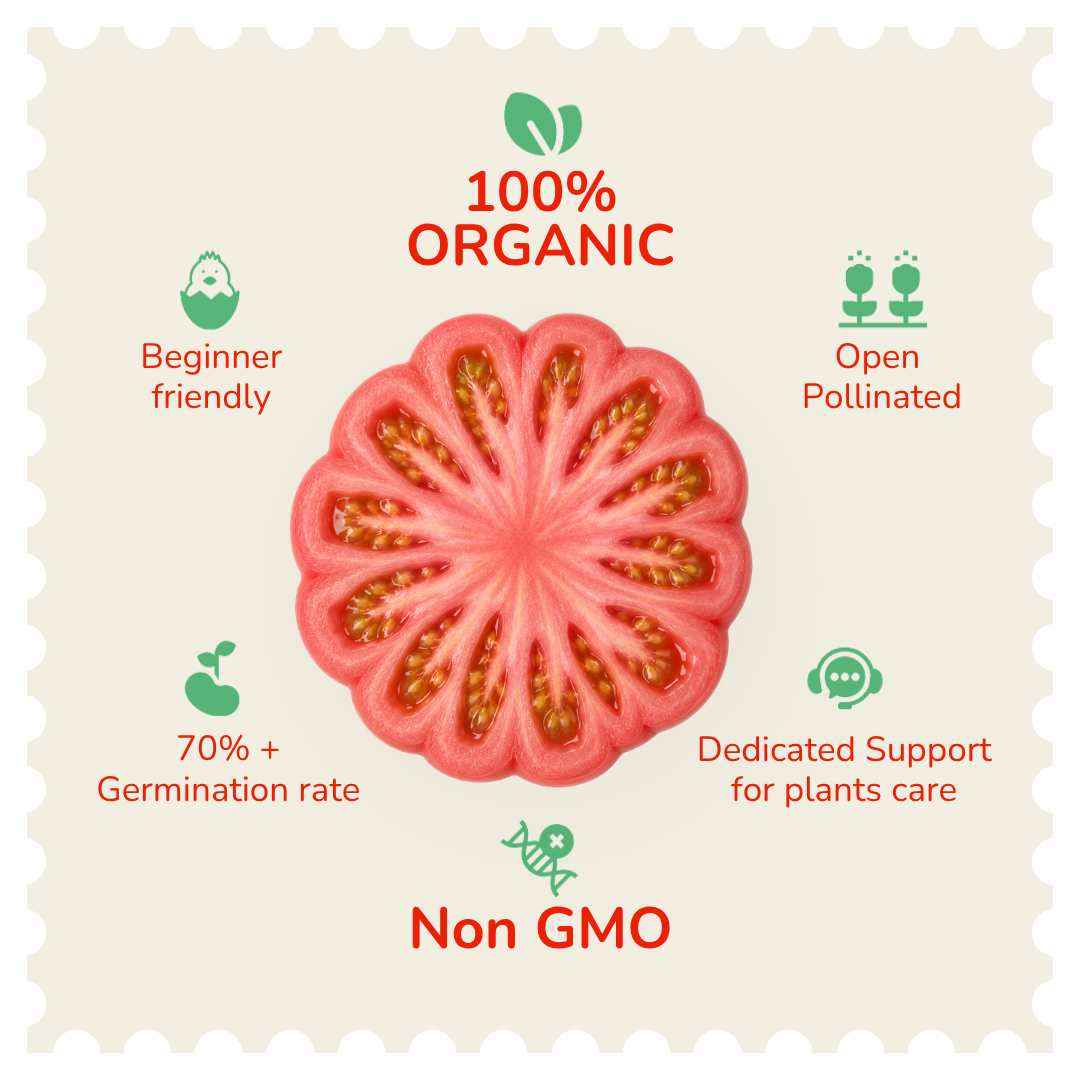 Organic Pink Ribbed Tomato