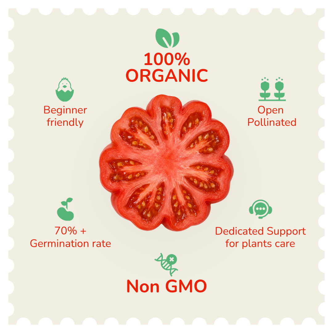 Organic Red Oyster Tomato