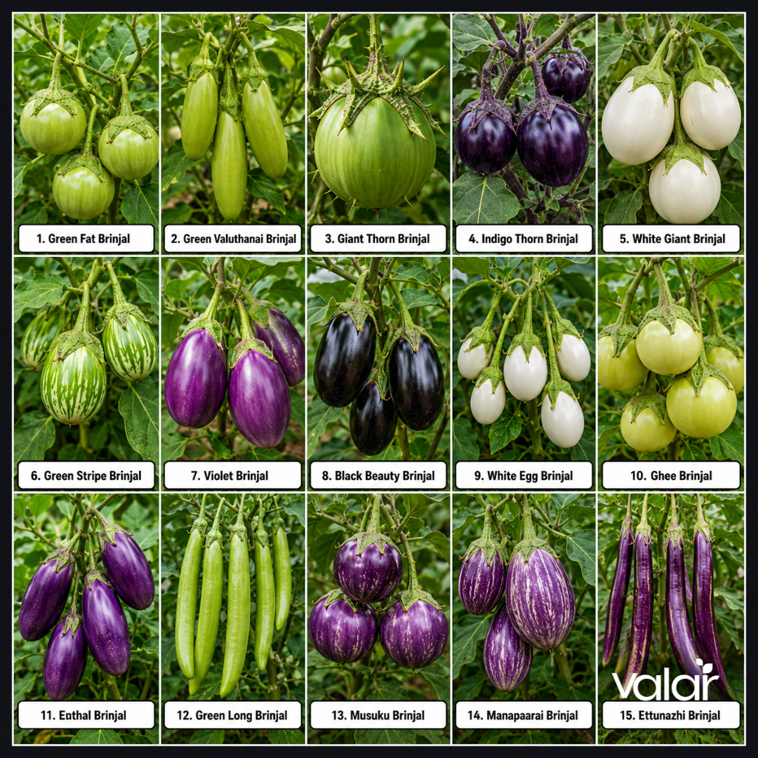 Organic Exotic Brinjal Combo Mix (15 Brinjal Varieties Seeds)