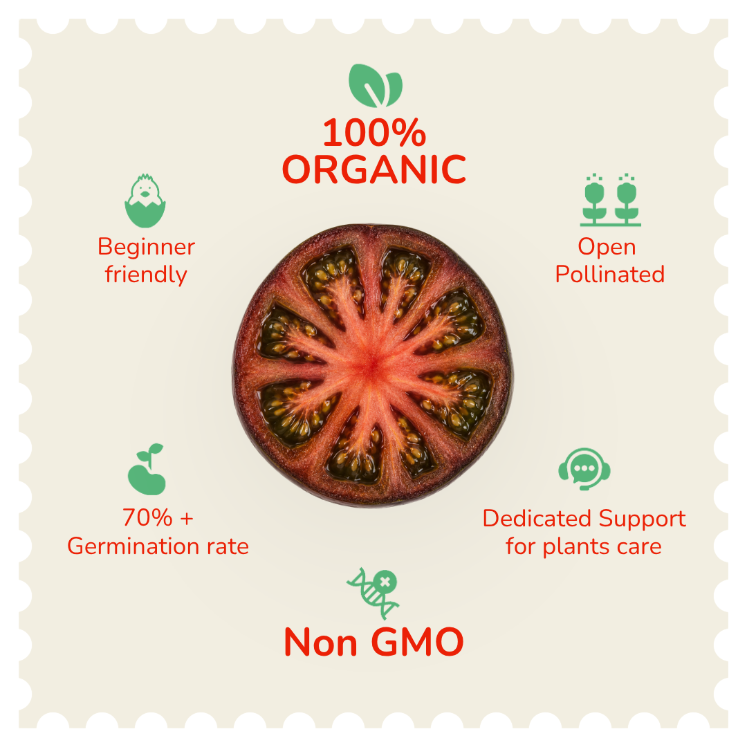 Organic Black Beauty Tomato