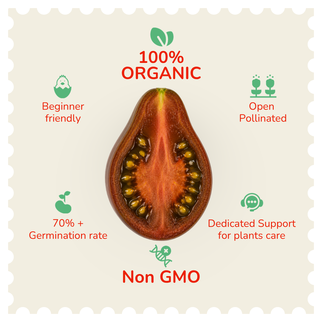 Organic Chocolate Pear Tomato