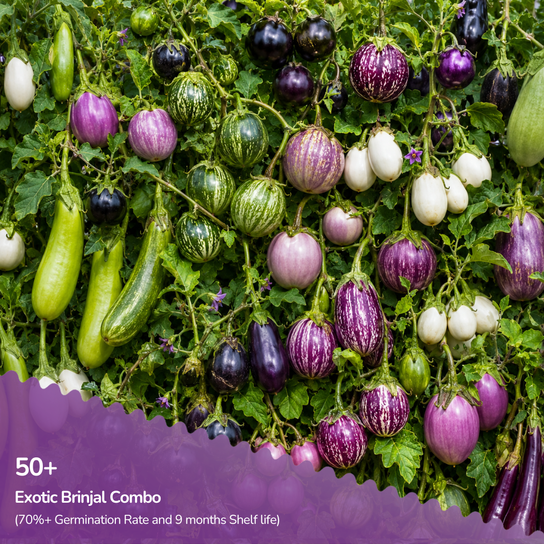 Organic Exotic Brinjal Combo Mix (15 Brinjal Varieties Seeds)