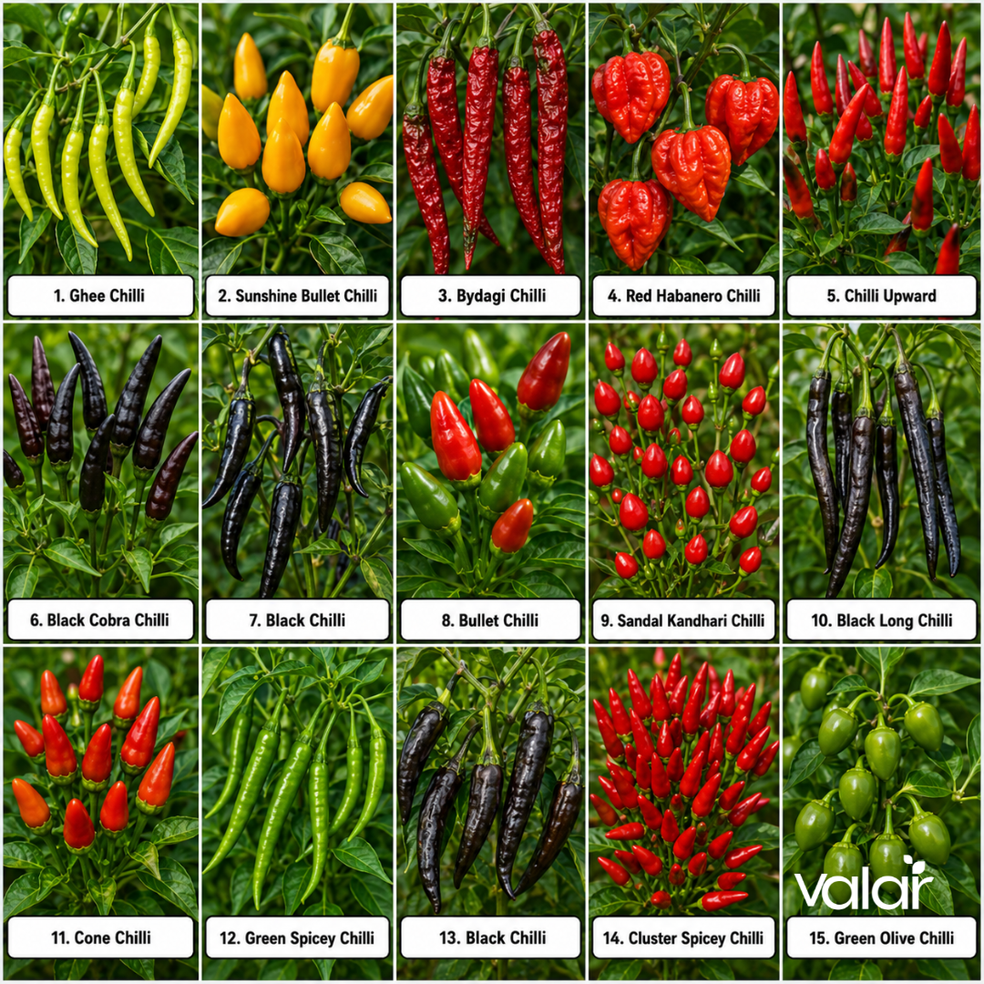 Organic Chilli Combo Mix (15 Chilli Varieties Seeds)