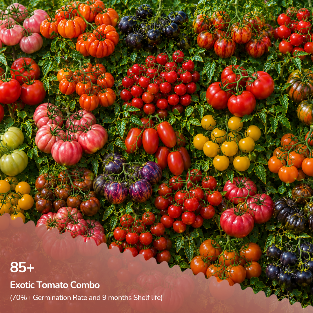 Organic Exotic Tomato Combo Mix (20+ Tomato Varieties)