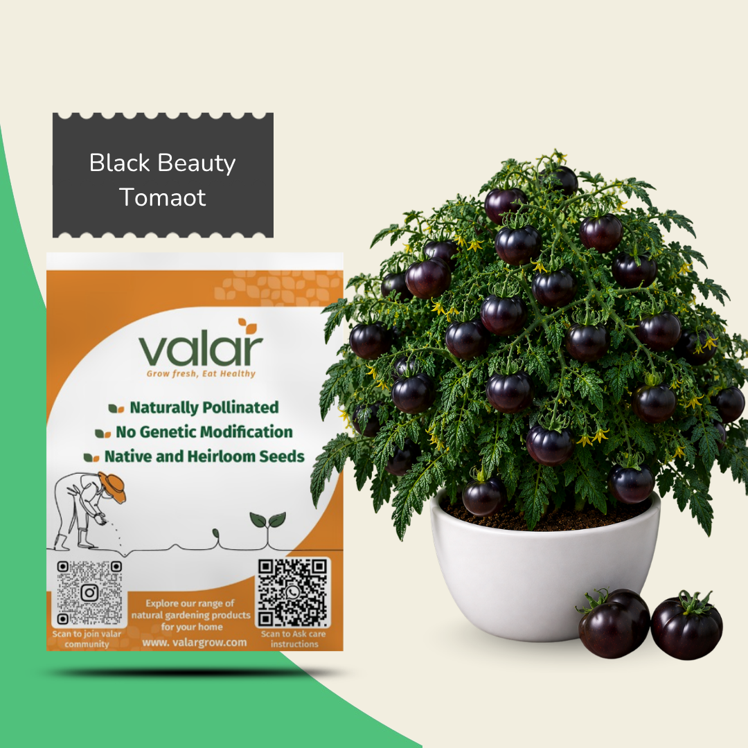 Organic Black Beauty Tomato