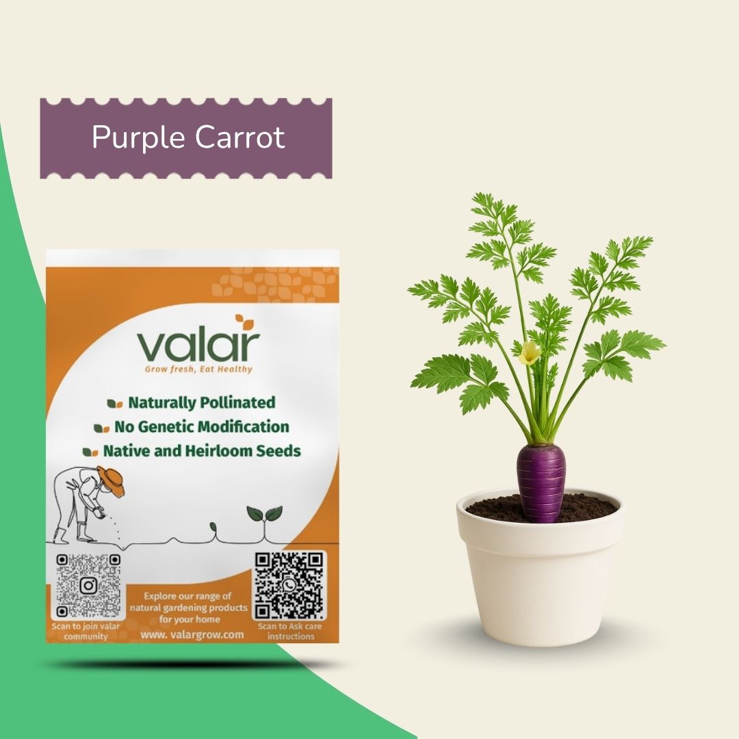 Organic Purple Carrot