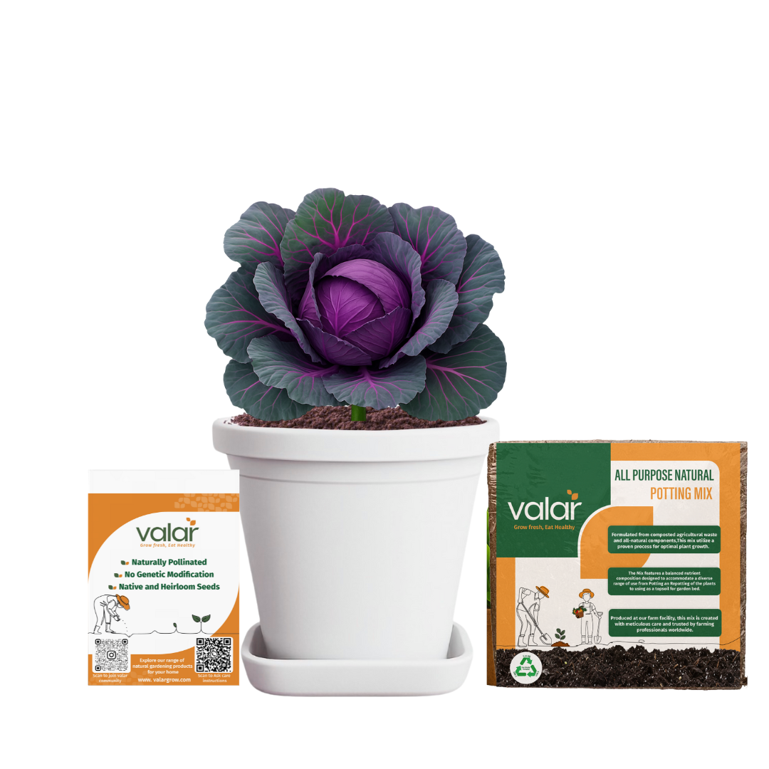 Purple Cabbage Seeds + 100% Organic All Purpose Potting Mix perfect for home gardening (5 litres)