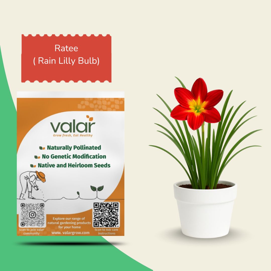 Ratee ( Rain Lilly Bulb )