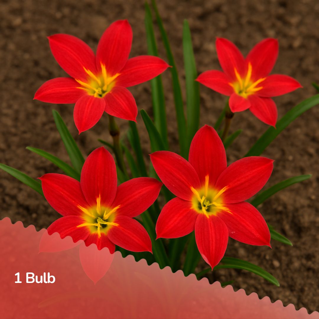 Ratee ( Rain Lilly Bulb )