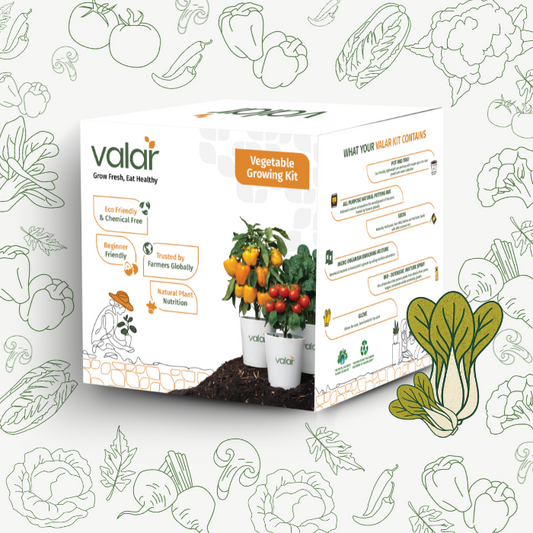 🌱 Valar PakChoi Growing Kit | All-in-One Home Gardening Set 🌿 (Pack of 1 - Big) | Reusable Pot + Organic Seeds + Fertilizers