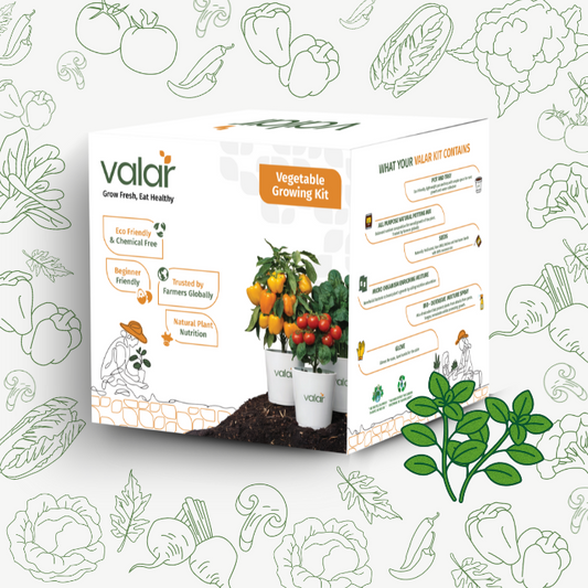 🌱 Valar Oregano Growing Kit | All-in-One Home Gardening Set 🌿 (Pack of 1 - Big) | Reusable Pot + Organic Seeds + Fertilizers