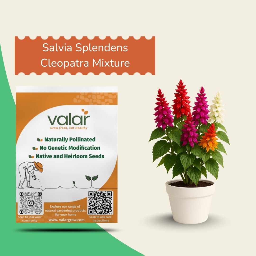 Salvia Splendens Cleopatra Mixture Seeds