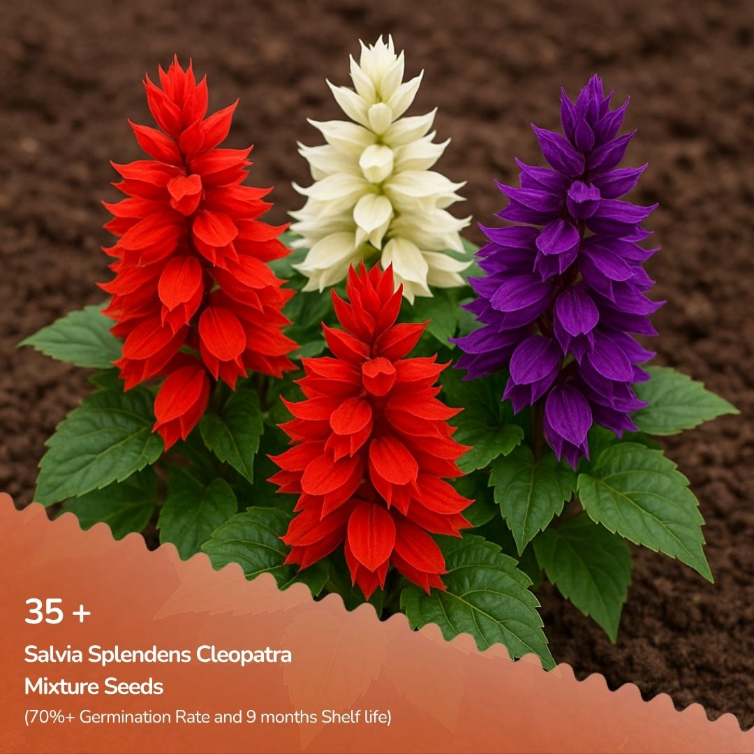 Salvia Splendens Cleopatra Mixture Seeds