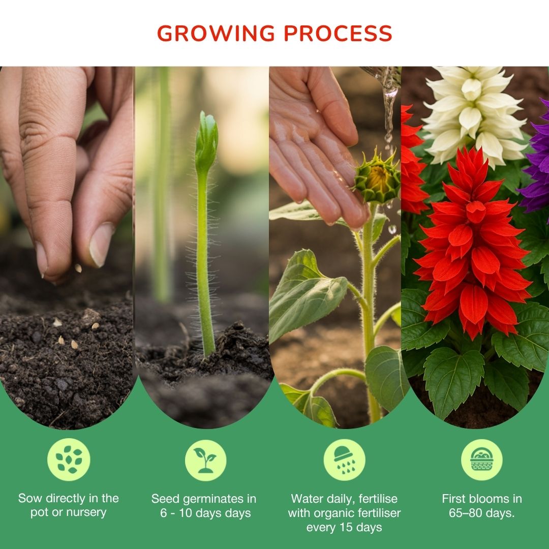 Salvia Splendens Cleopatra Mixture Seeds