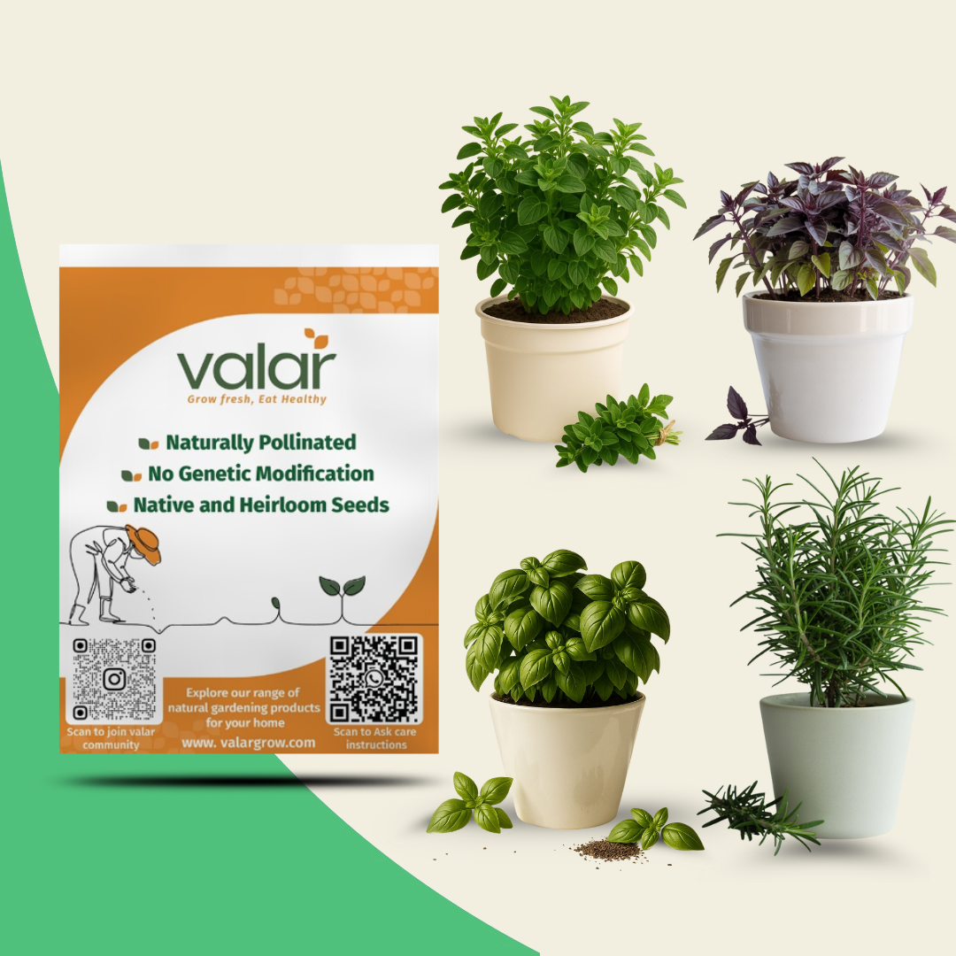 Chef's Herbs Collection Seeds Bundle (Basil, Oregano, Rosemary and Purple Basil)