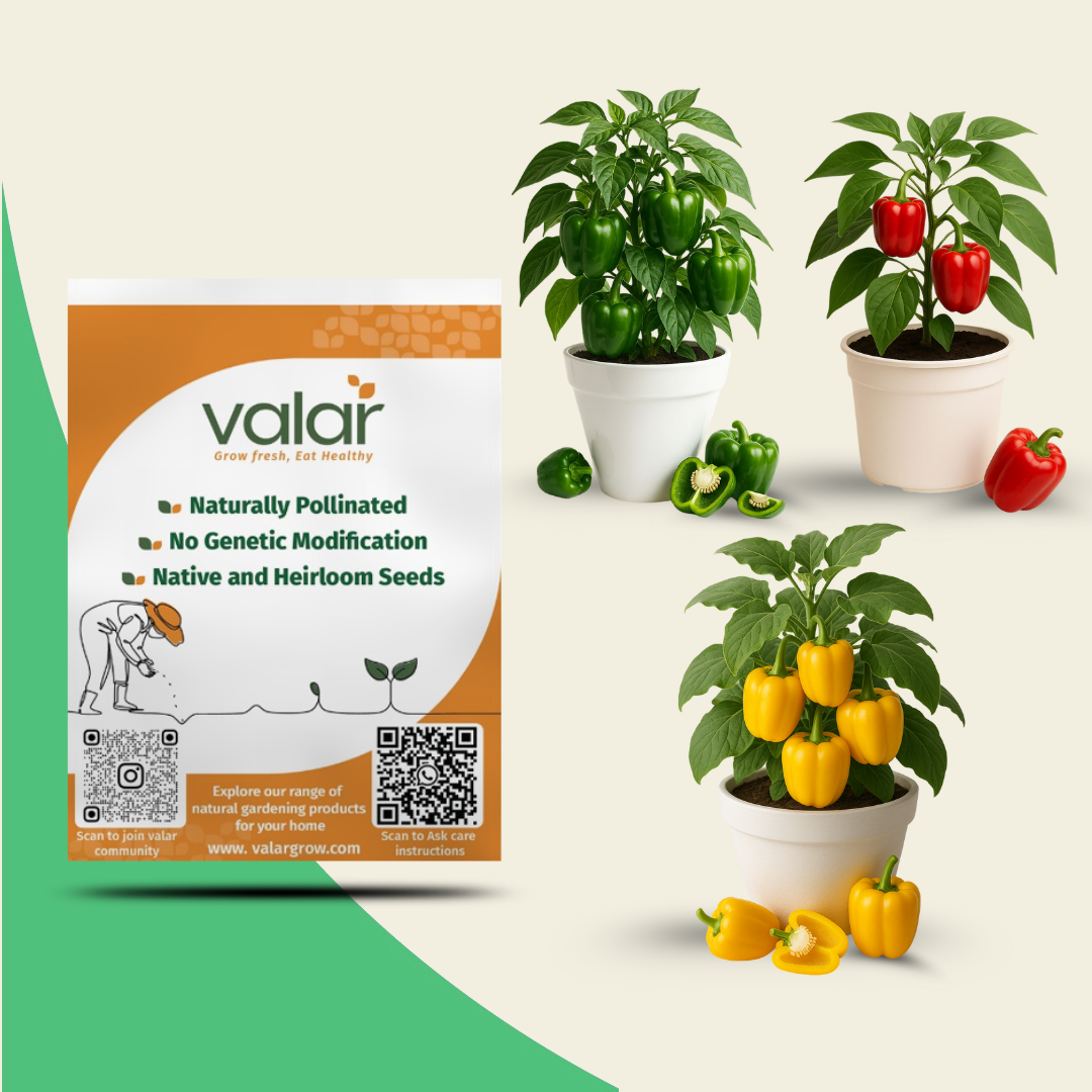 🌶️ Valar Pepper Trio Seeds Bundle – Capsicum, Red & Yellow Bell Pepper