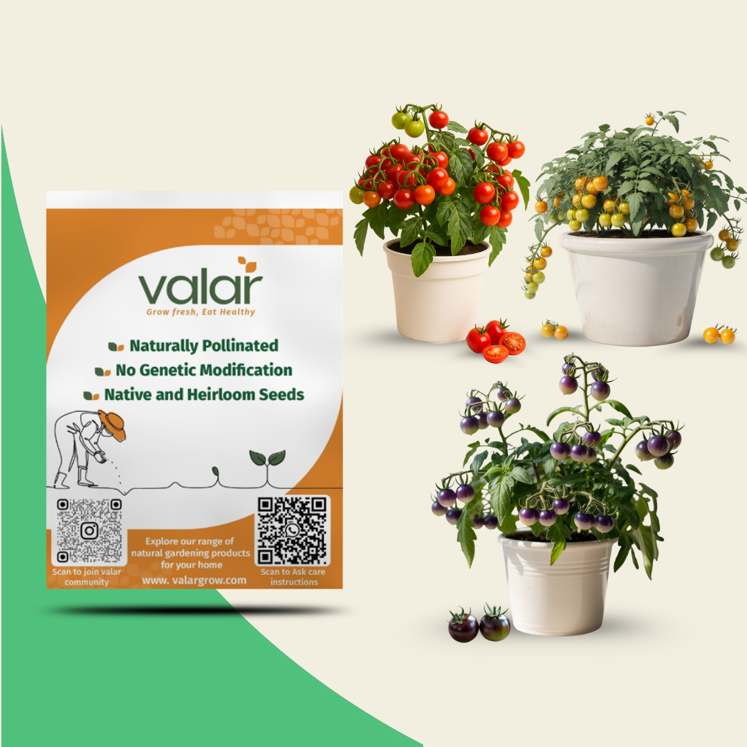 Valar Cherry Tomato Trio Seeds Bundle- Cherry Tomato, Yellow Cherry Tomato, Blue Cherry Tomato
