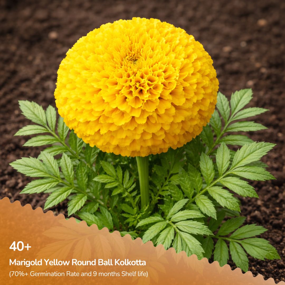 Marigold Yellow Round Ball Kolkotta Seeds