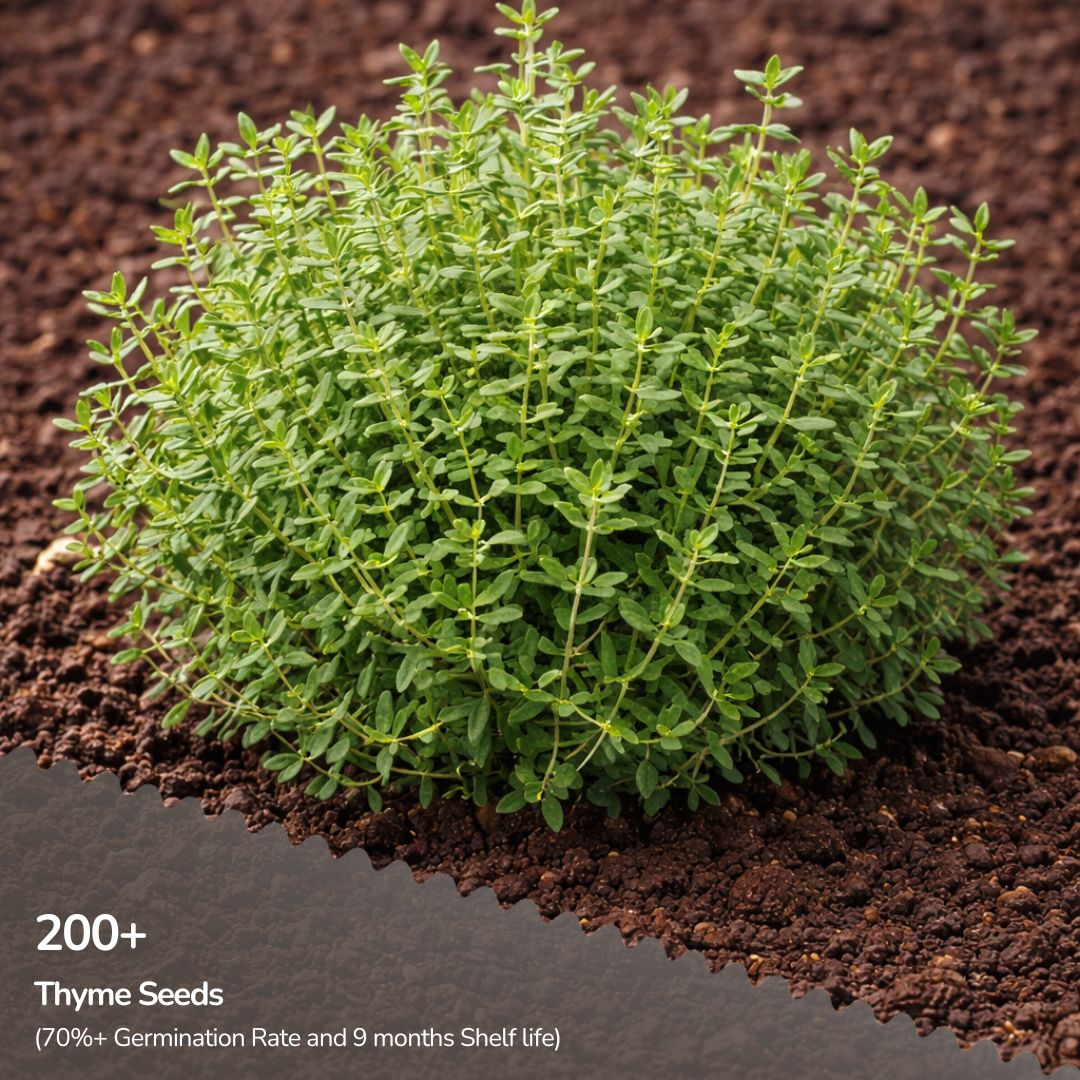 Thyme Seeds