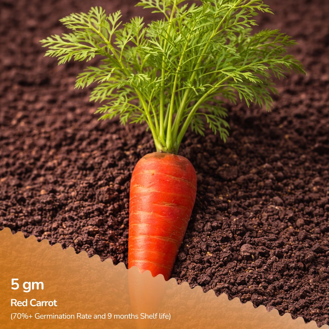 Organic Red Carrot Seeds