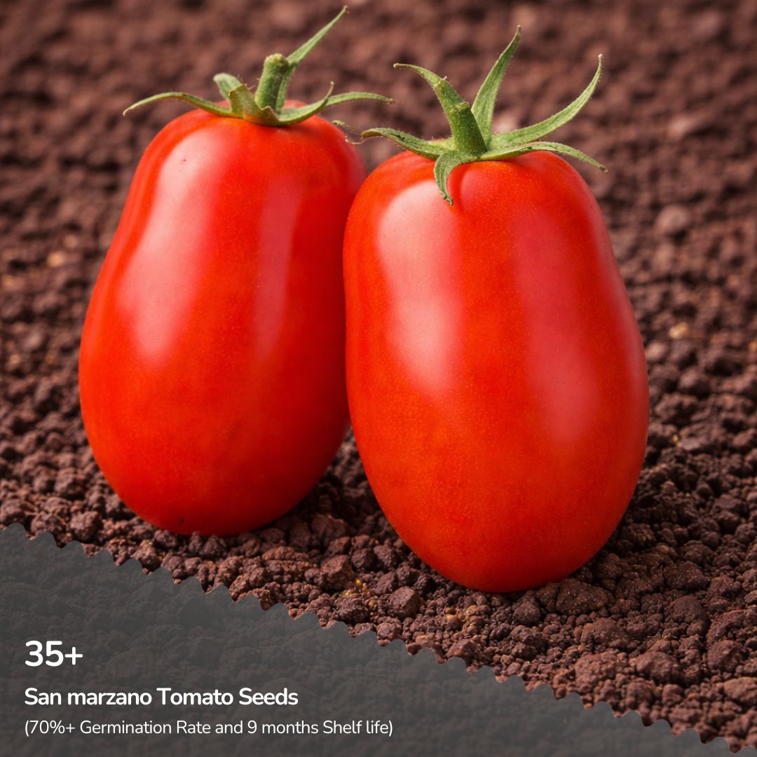 Heirloom San Marzano Tomato Seeds (Italian - Less acidic)