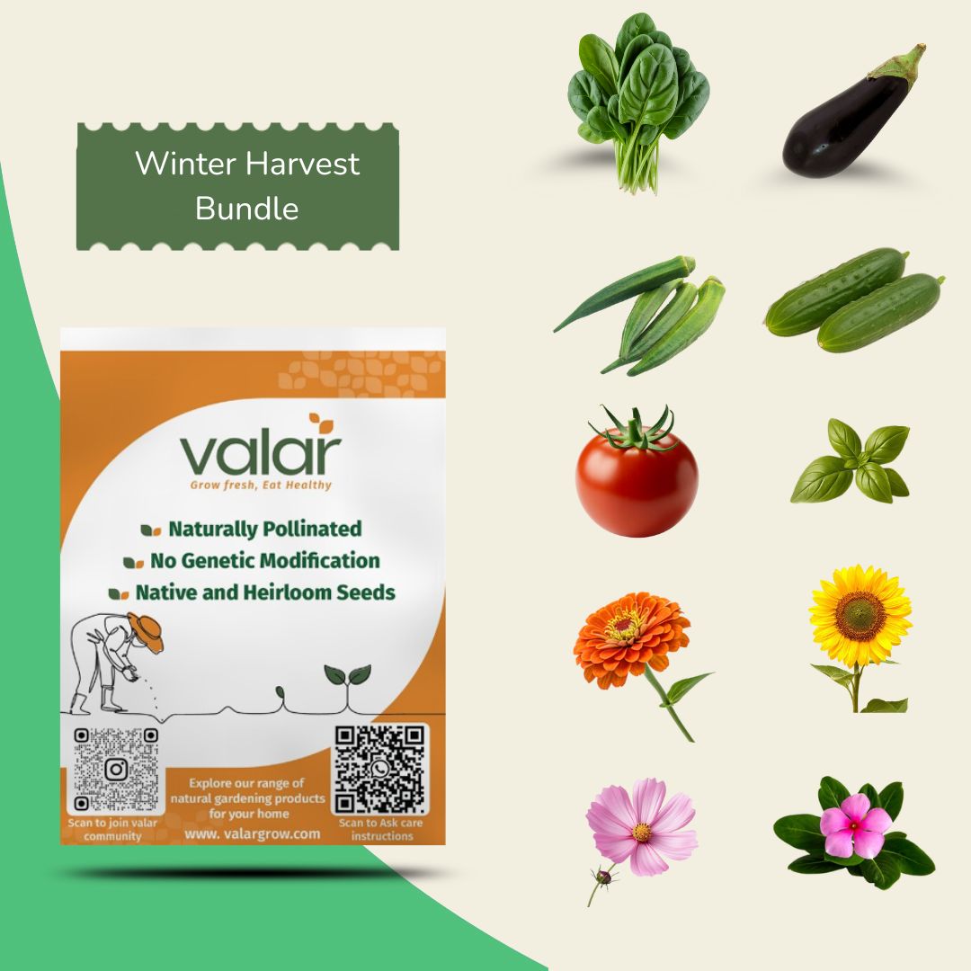 Pack of 10 January sowing Seeds (Spring Harvest)