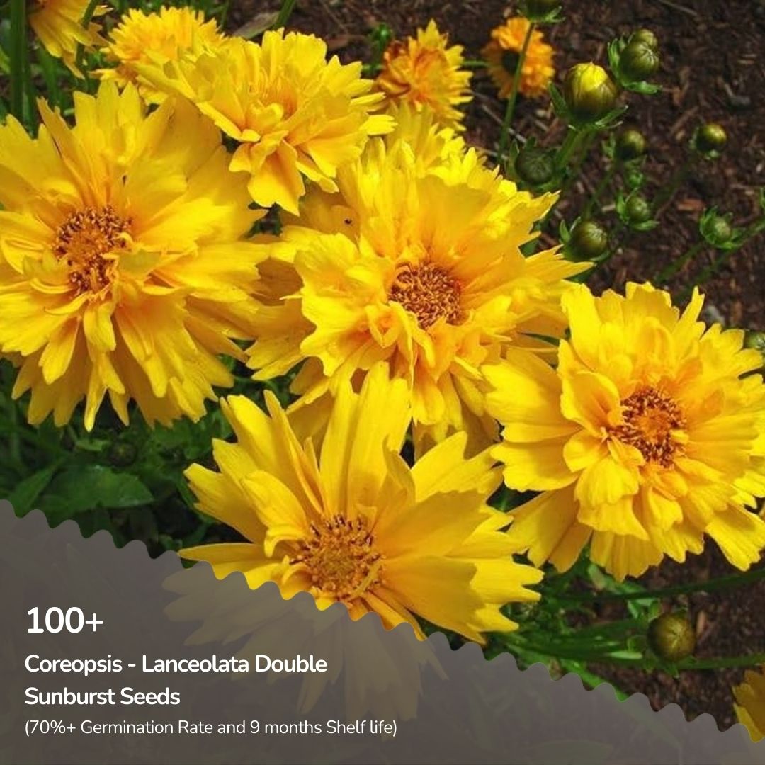 Coreopsis - Lanceolata Double Sunburst Seeds