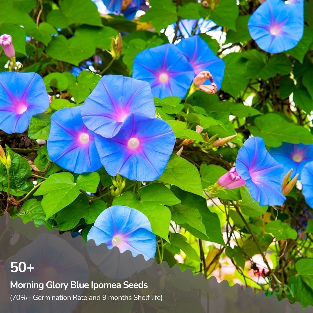 Morning Glory Blue Ipomea Seeds