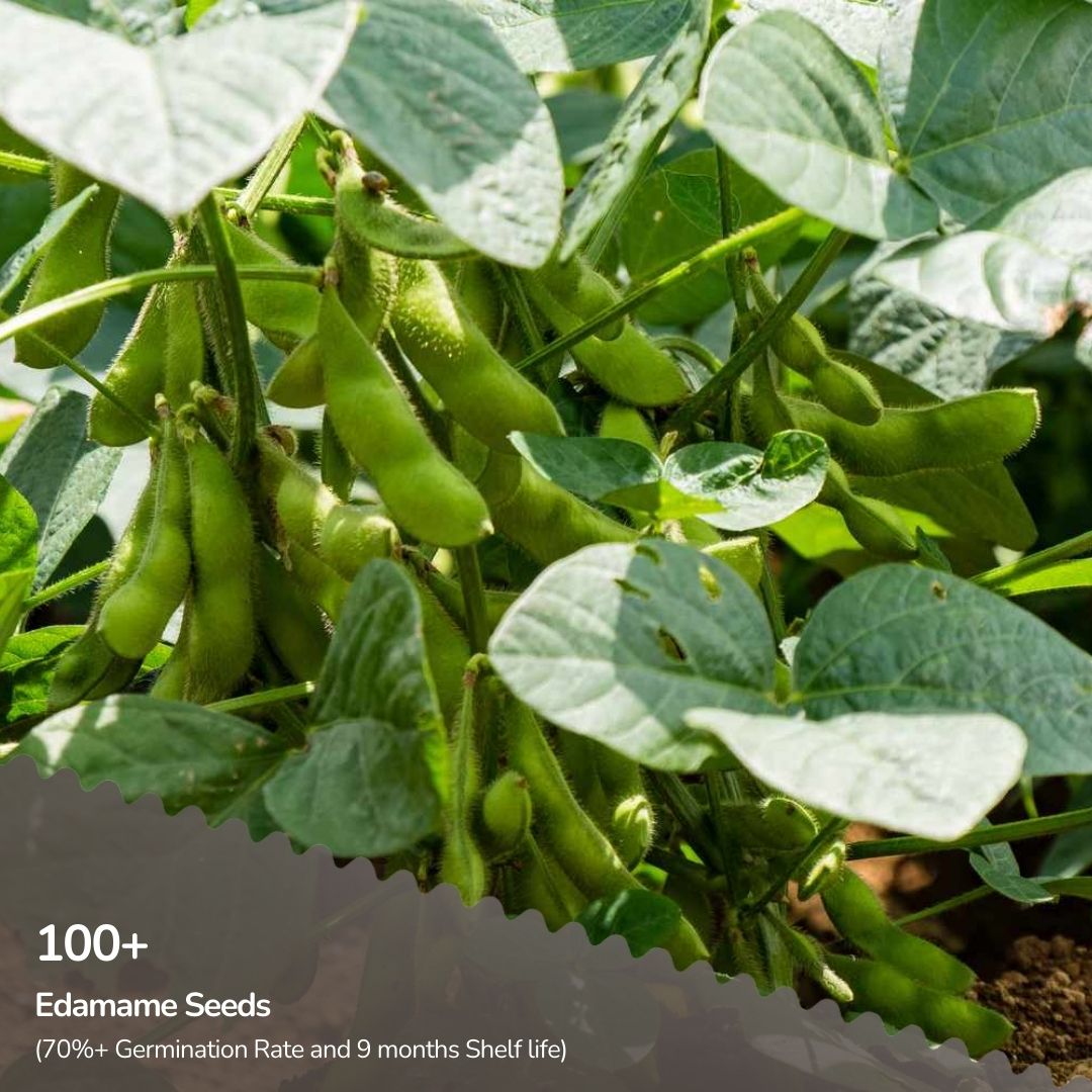 Exotic Vegetable Seed Bundle