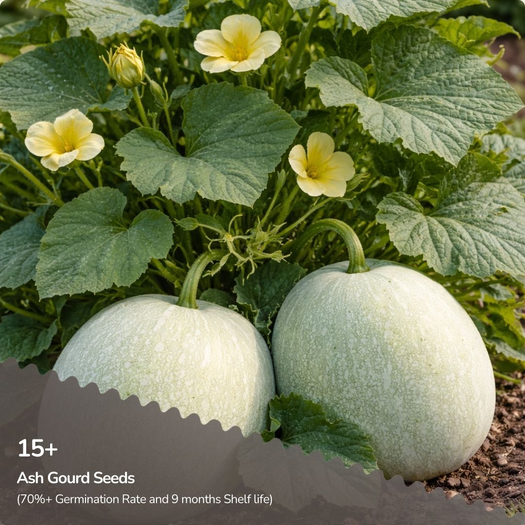 Organic Ash Gourd Seeds