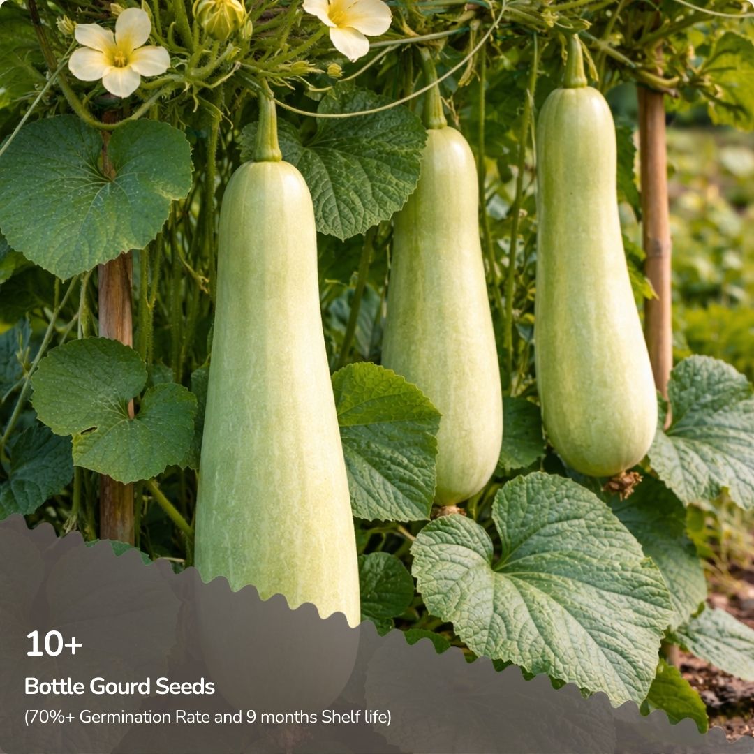 Organic Bottle Gourd Seeds