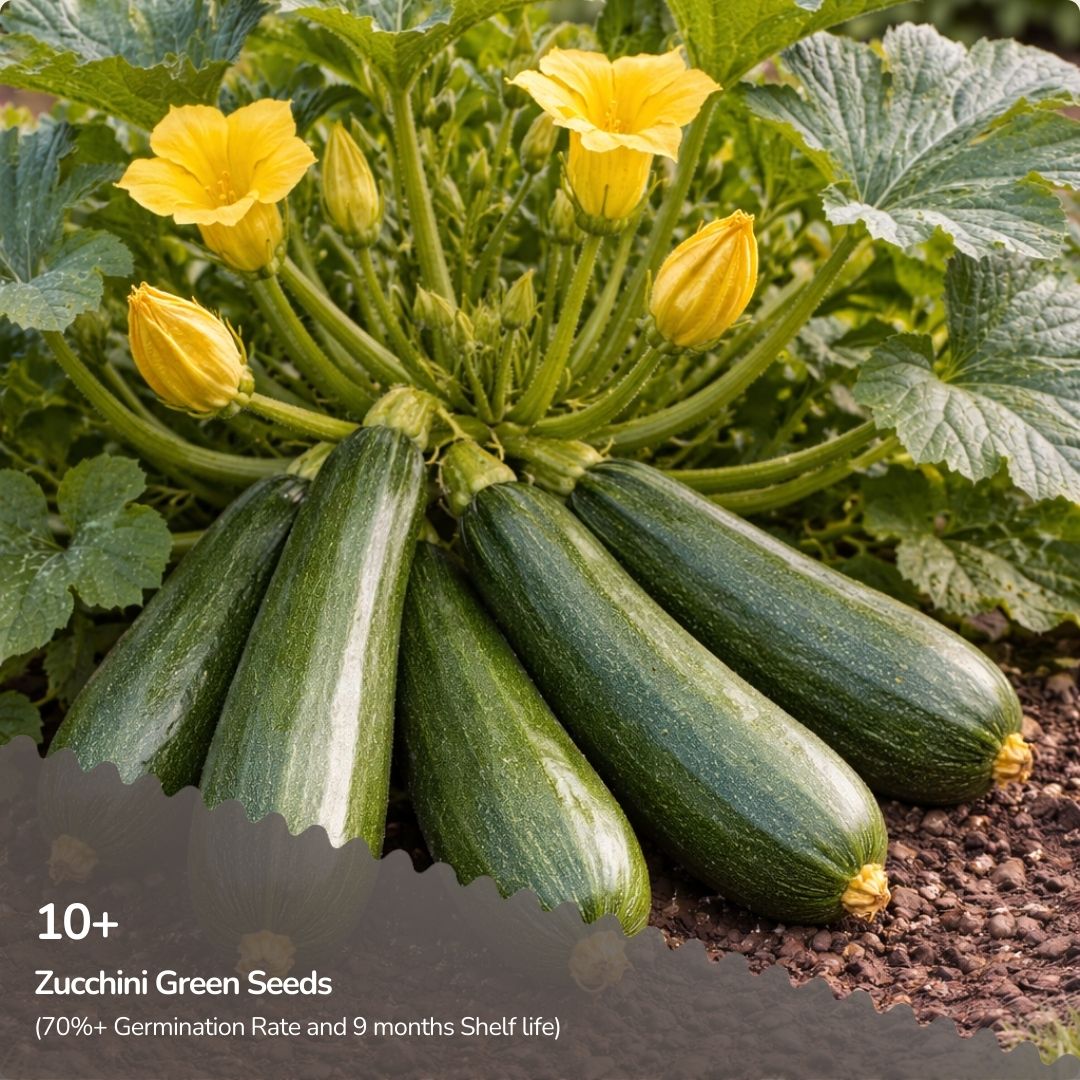 Organic Zucchini Green Seeds