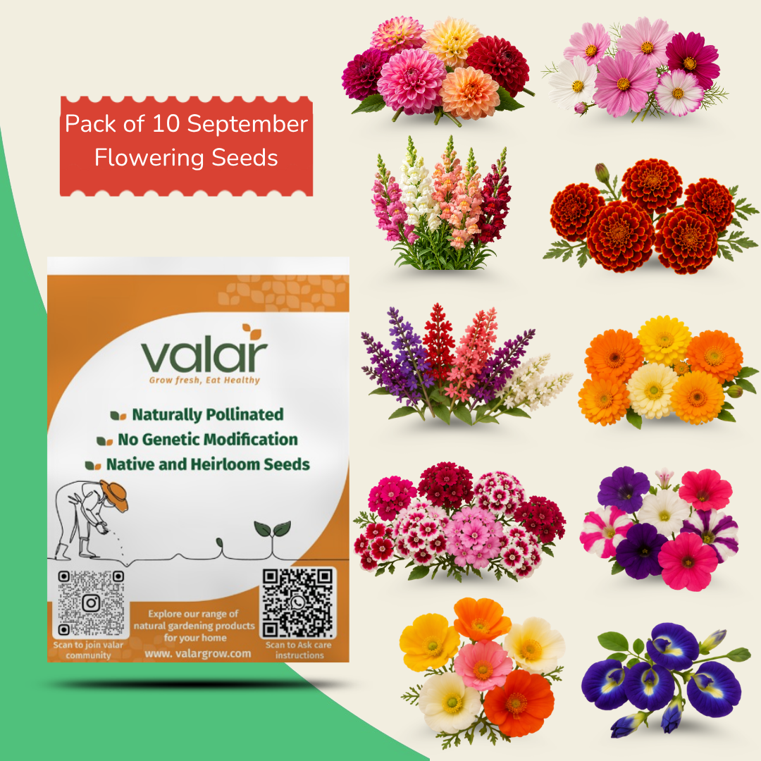 Pack of 10 September Flowering Seeds