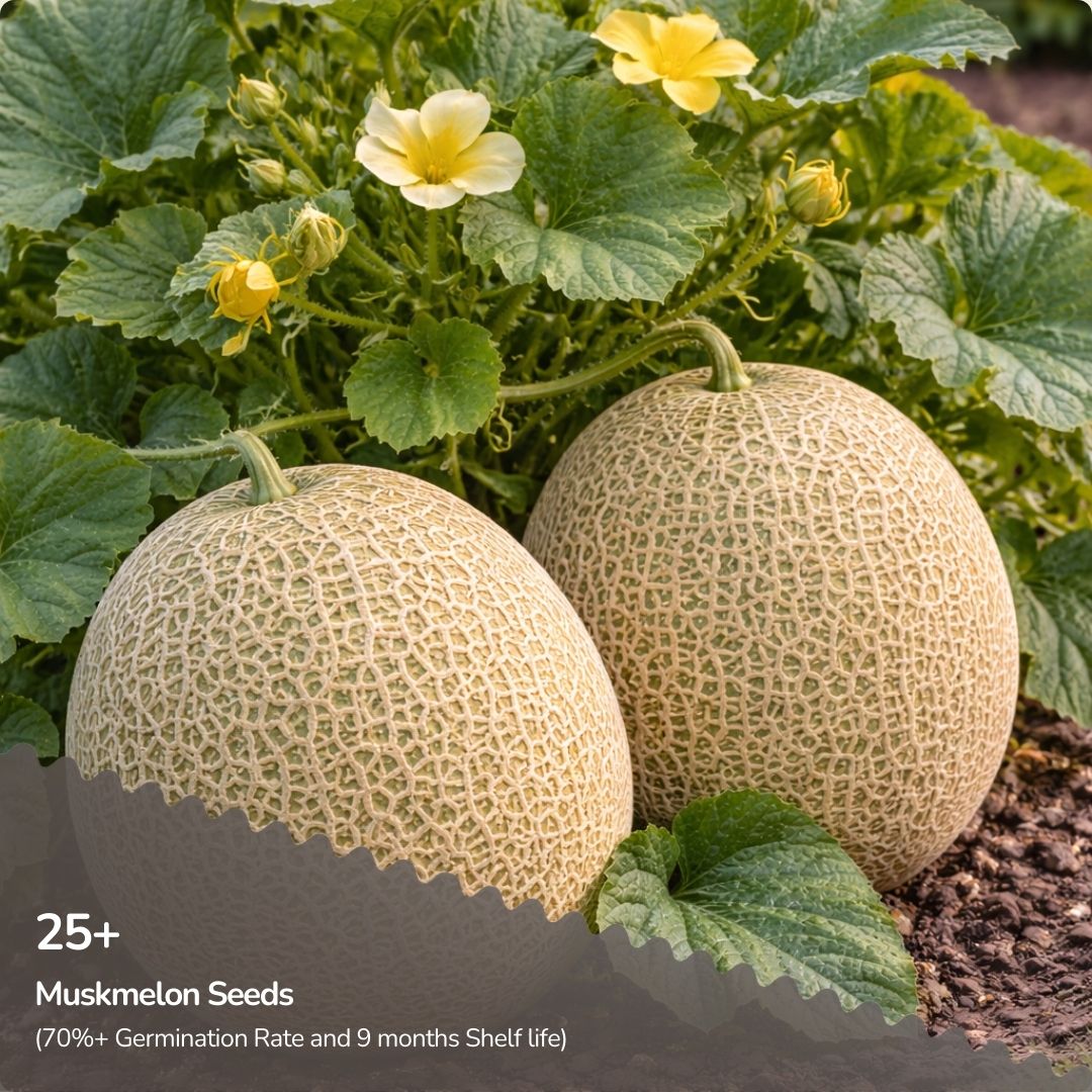 Organic Muskmelon Seeds