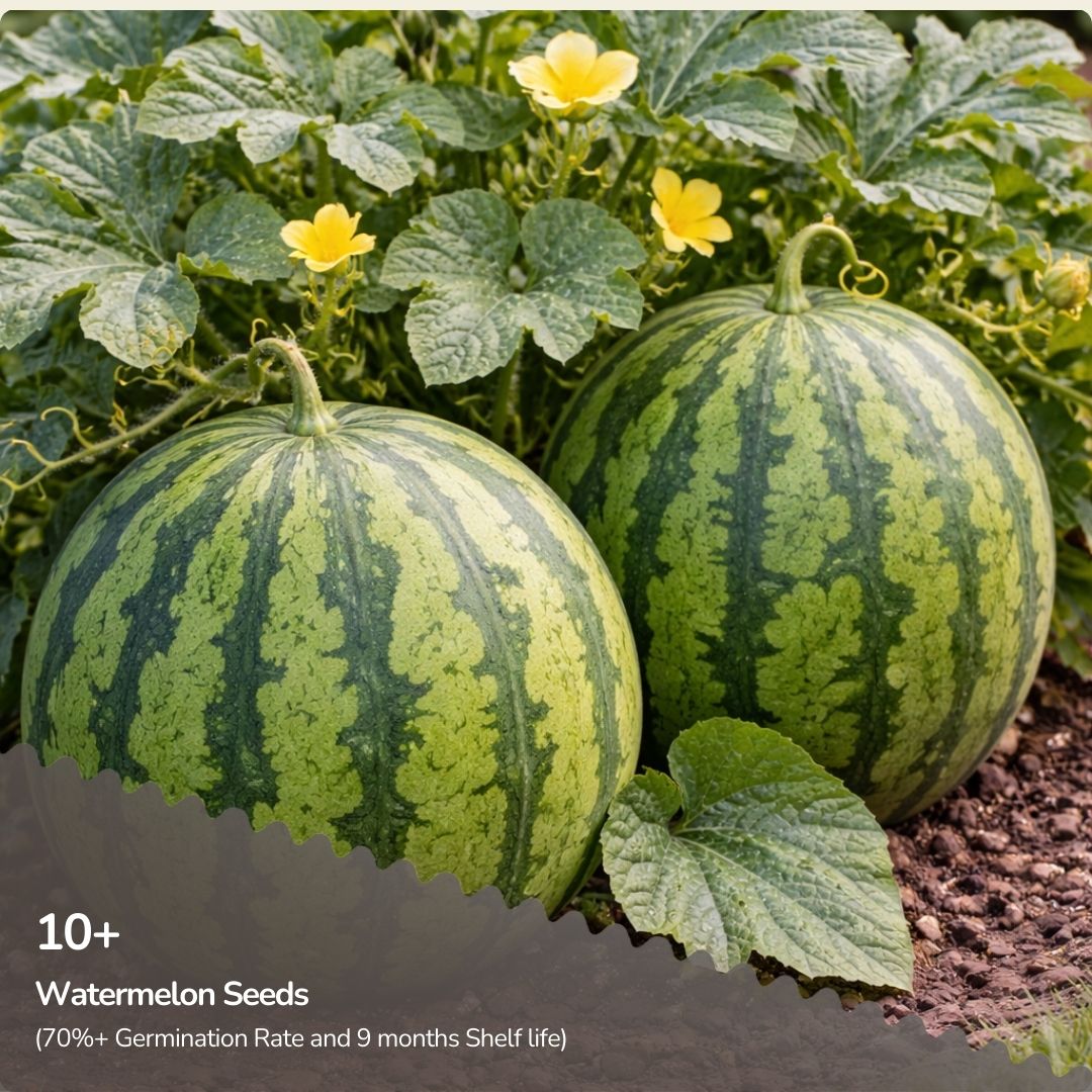 Organic Watermelon Seeds