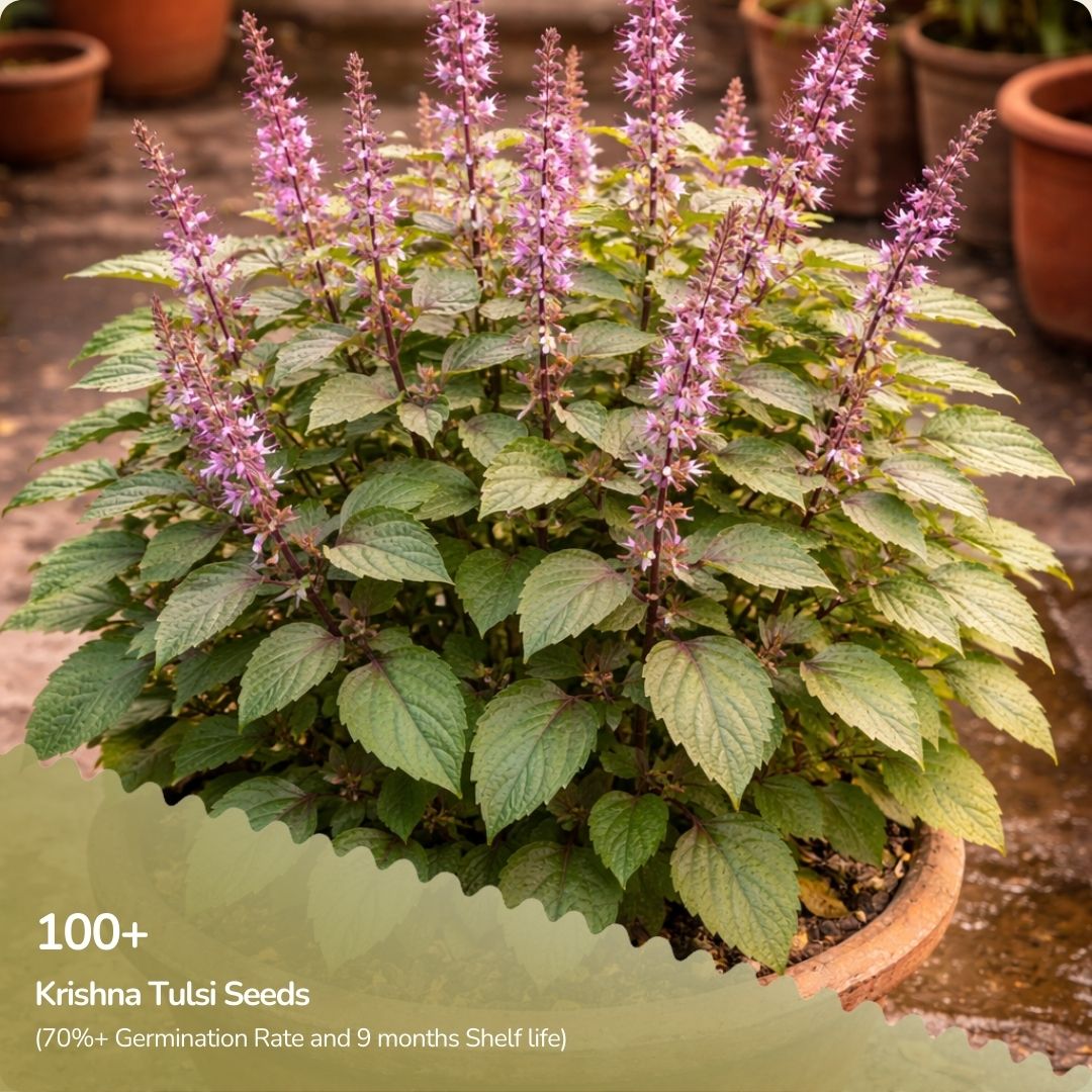Organic Krishna Tulsi Seeds
