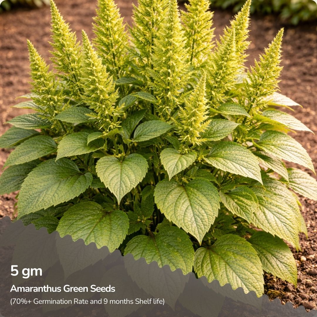 Organic Amaranthus Green Seeds