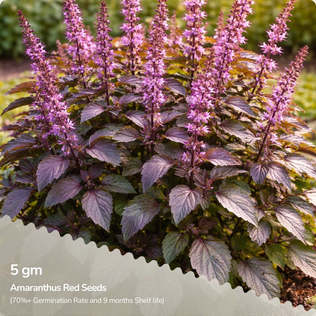 Organic Amaranthus Red Seeds