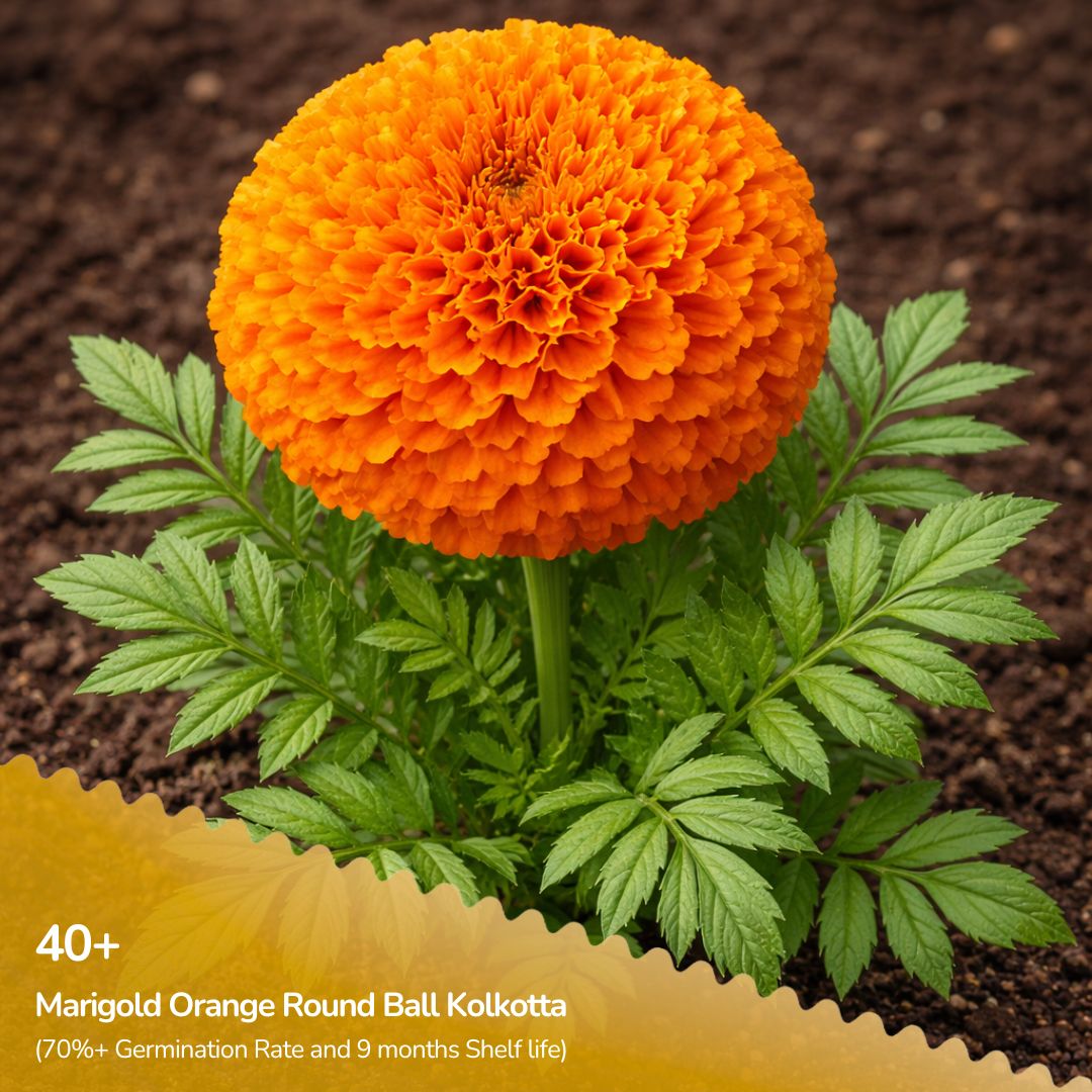 Marigold Orange Round Ball Kolkotta Seeds