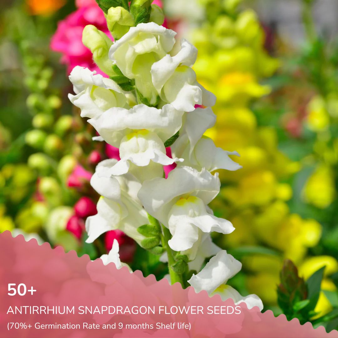 Pack of 10 October Flowering Seeds